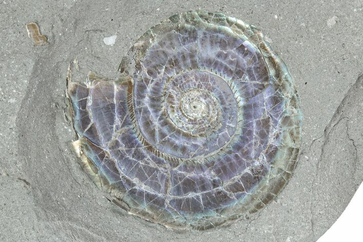 Iridescent Ammonite (Psiloceras) Fossil - England #350962